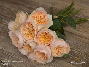 ROSE D. AUSTIN JULET colombie